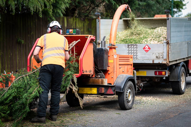 Best Arborist Services Near Me  in Redington Beach, FL